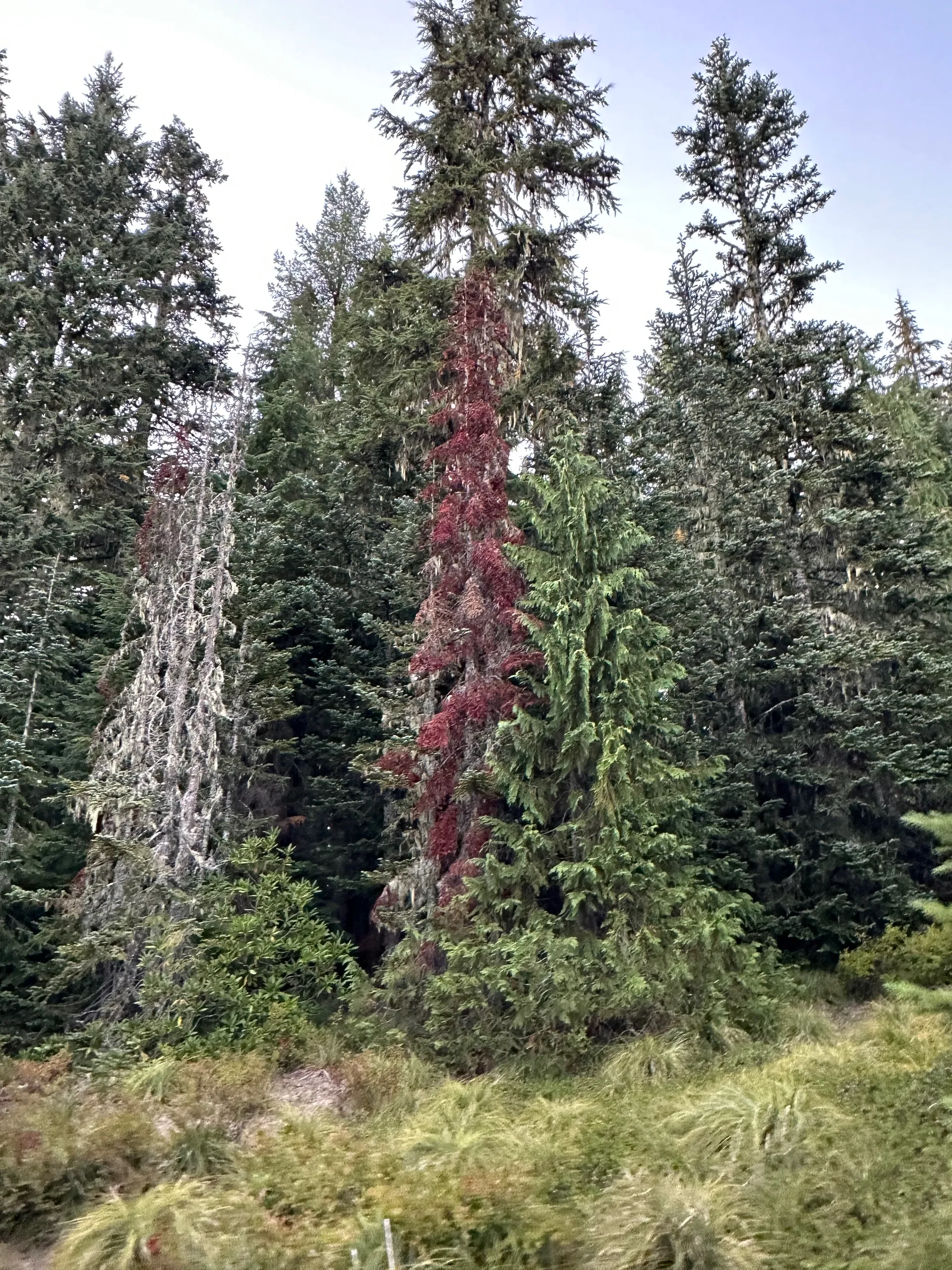 Collins Lake Resort, United States