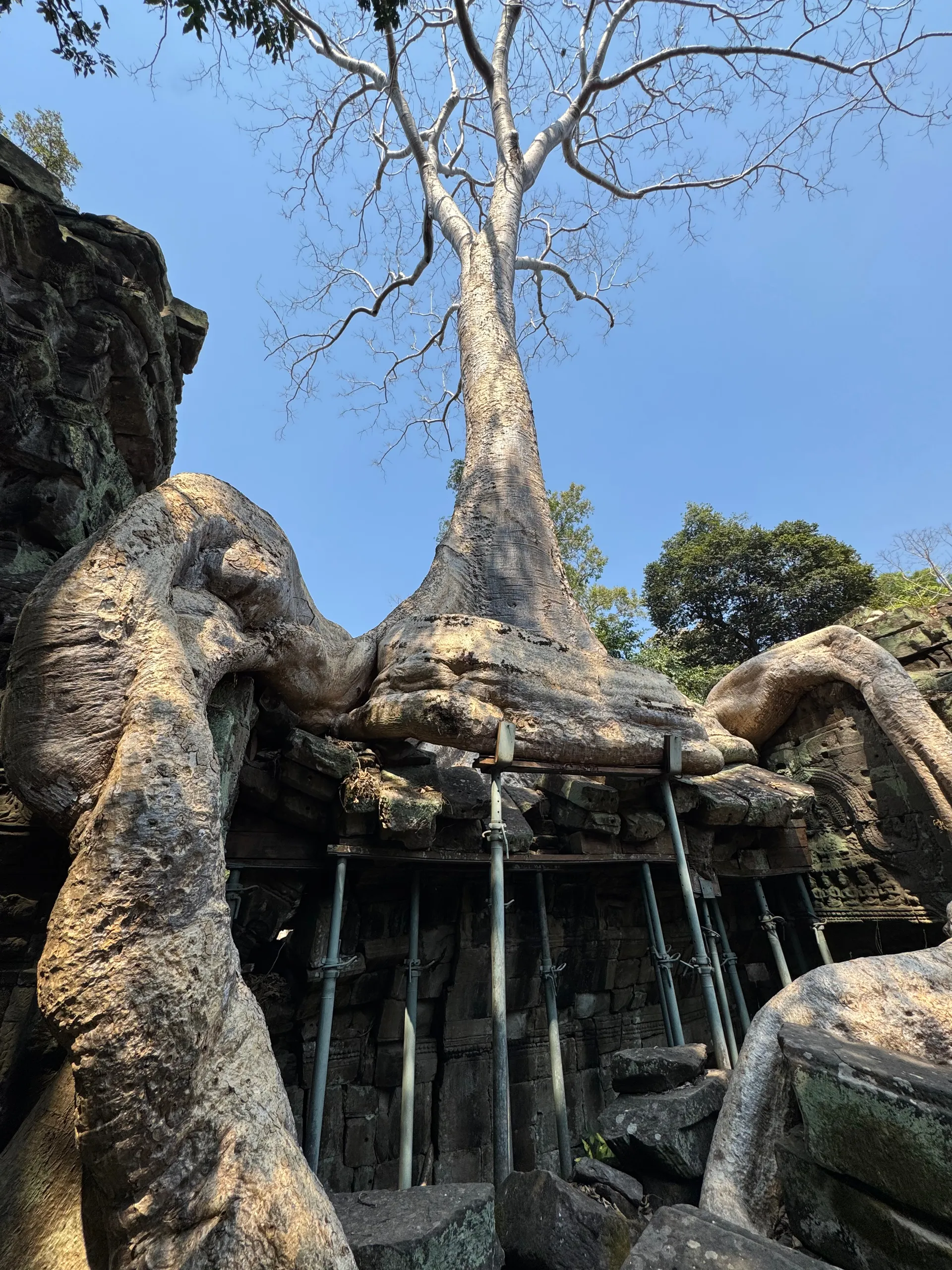 Dinosaur of Ta Prohm bas-relief, Cambodia