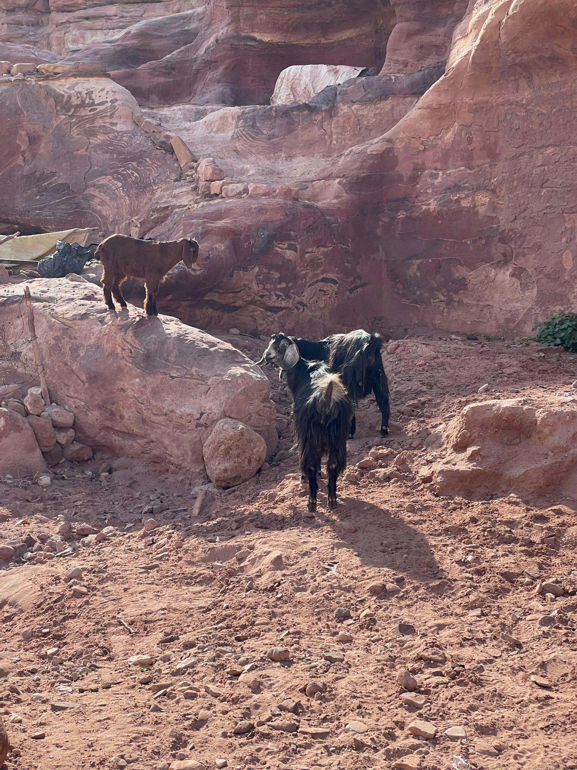 Wadi Musa, Jordan