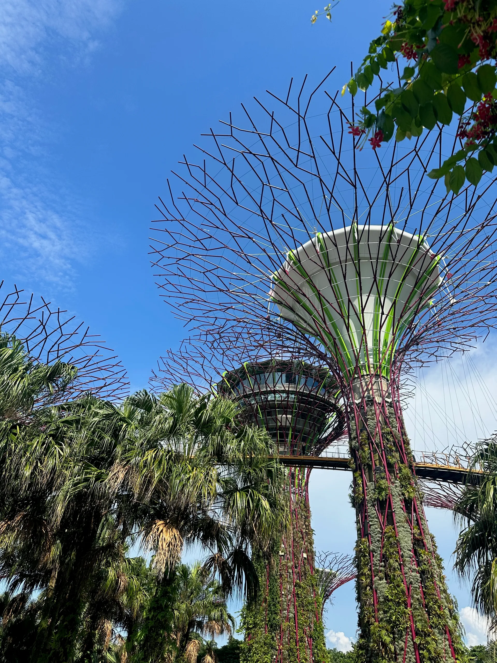 Supertree Grove, Singapore